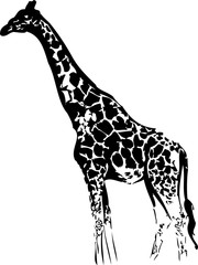 vector illustration of a giraffe