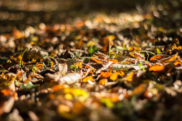 feuilles d'autmne