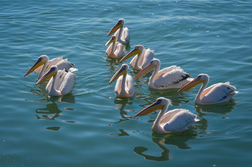 Pelikangruppe