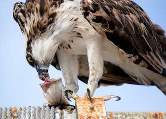 Osprey (Pandion haliaetus) standing on a metal structure eating a fish near St. Pete Beach, Florida.