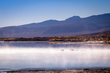Gulls enjoy the warmth of the water near the hot springs in the final sun of day.