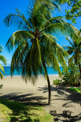 Obraz premium Exotic tropical palm trees at summer,