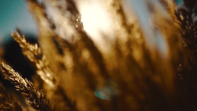wheat field sunset macro slo mo