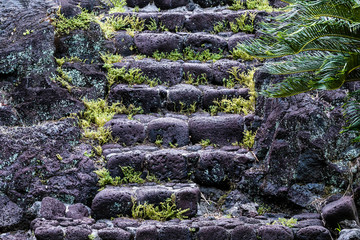 Stairs made from local volcanic rock in Hilo, Hawaii. Stones are weathered and rounded; ferns starting to grow in the cracks. Palm tree to the right of steps. 