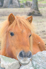 Obraz premium Equus ferus caballus. Pony with eyes of horizontal pupils and hair of beautiful golden brown color, is looking at the camera. Friendly look. Overcast day. Natural scene. Farming.