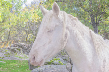 Equus ferus caballus. Lateral view of white horse head. Beautiful albino specimen. Moment when the eye is closed. Peaceful animal. Natural scene. Rural scene. Farming