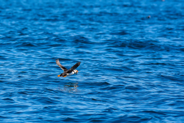 Atlantic puffin, Fratercula arctica in natural habitat,flying low over sea with beak full of fishes.Wildlife photograph with copy space.
