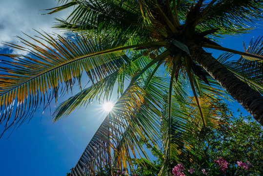Exotic tropical palm trees at summer