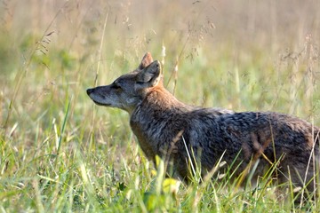 Coyote in field   - 231253415