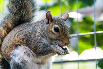 squirrel feeding in the park
