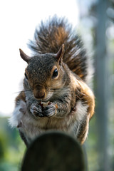 Obraz premium squirrel feeding in the park