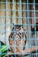 owl in zoo behind the net