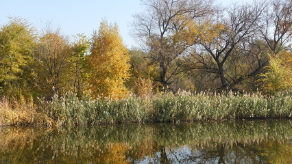Forest and reeds in the fall over the river. Reflection in water.