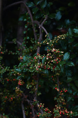 Naklejka premium red berries on a tree