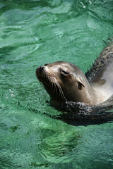 sea lion splashing in water
