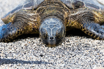 Fototapeta premium Closeup view of Green sea turtle (chelonia mydas), sunning itself on a Beach in Hawaii's Big Island. Eyes closed.