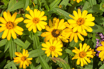Yellow Daisies