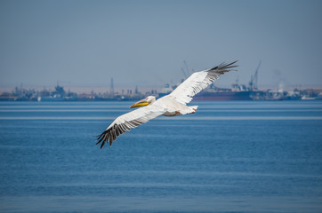 Pelican