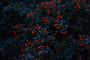 Fototapeta na wymiar red berrys with dew