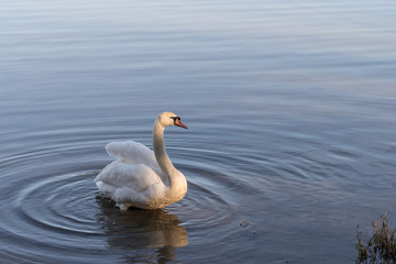 Mute swan in the sun