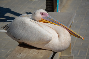 Pelican