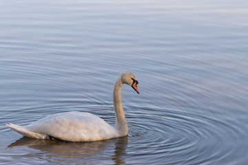 Mute swan on lake looking at reflection in water