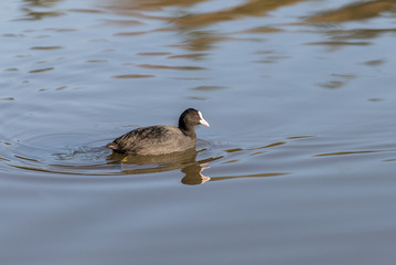 Coot swimming in the water