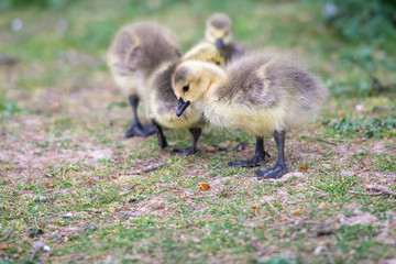 Canada Geese goslings