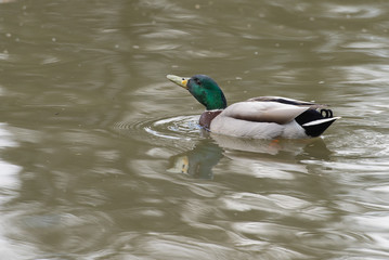 Male Mallard duck in the water
