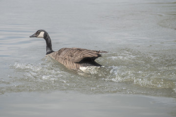 canada goose in water