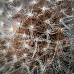 inside of a brown dandelion
