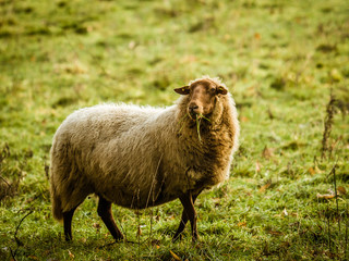 Fototapeta premium Domestic sheep woolly, brown