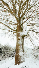 Tree under the snow on snowy landscape