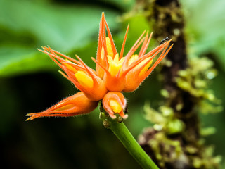 Bird of paradise, orange and yellow flower with ants