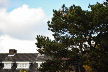 Obraz premium tree and blue sky
