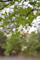 Little White Flower - Pequena Flor Branca