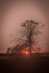 silhouette of tree in mist at sunset - 231256275