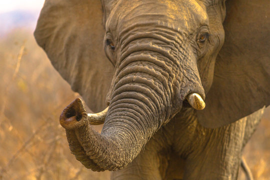 Fototapeta Proboscis of African Elephant on foreground, Loxodonta, part of popular Big Five. Game drive safari in Madikwe Game Reserve, South Africa. Front view portrait.