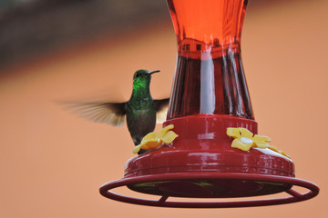 colibri © roselosfoto