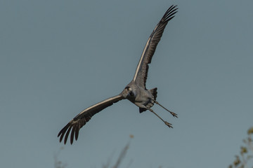 kranich im flug
