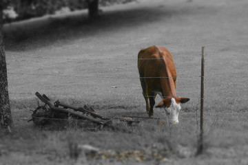 cow in color far away