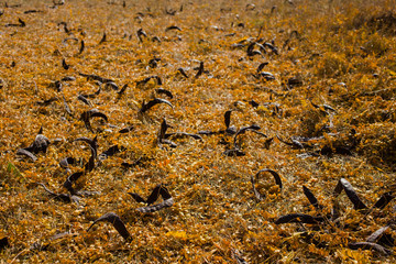 Field of fallen yellow leaves. Autumn carpet. Trees threw off foliage. Pods with seeds fell from a tree. Autumn landscape. Honey locust (Gleditsia triacanthos), thorny locust.