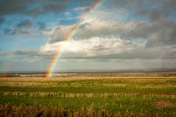 Rainbow over golden fields - 231257253
