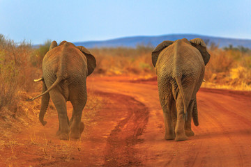 Fototapeta na wymiar Two adult Elephants, Loxdonta Africana, walking on red sand. Back view. Safari game drive in Madikwe Reserve, South Africa, near Botswana and Kalahari Desert. The African Elephant is part of Big Five.