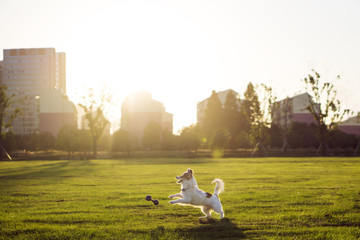 Fototapeta premium Dog and hostess, park background