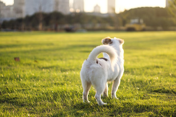 Dog and hostess, park background