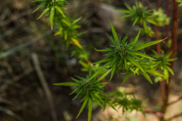 cannabis soft focus vivid plant and leaves on unfocused garden nature environment background