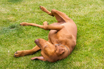 Hungarian vizsla rolling in the Grass - 231258265