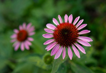 Obraz premium Young flower of Echinacea top view. Echinacea purpurea (purple coneflower, hedgehog coneflower).
