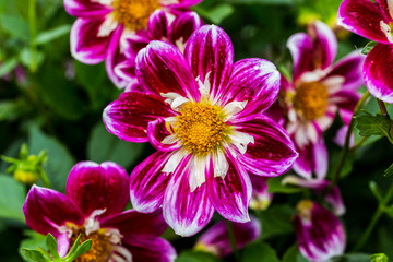 Cineraria